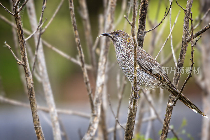 红荆棘鸟（Anthochaera carunculata）